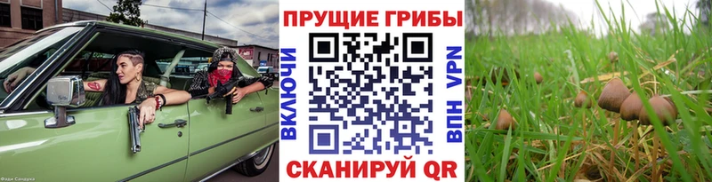 Псилоцибиновые грибы Cubensis  Венёв 